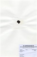 藏品(小團扇藻)的圖片